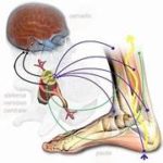 fisiologia