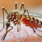 dengue-1200-690×362